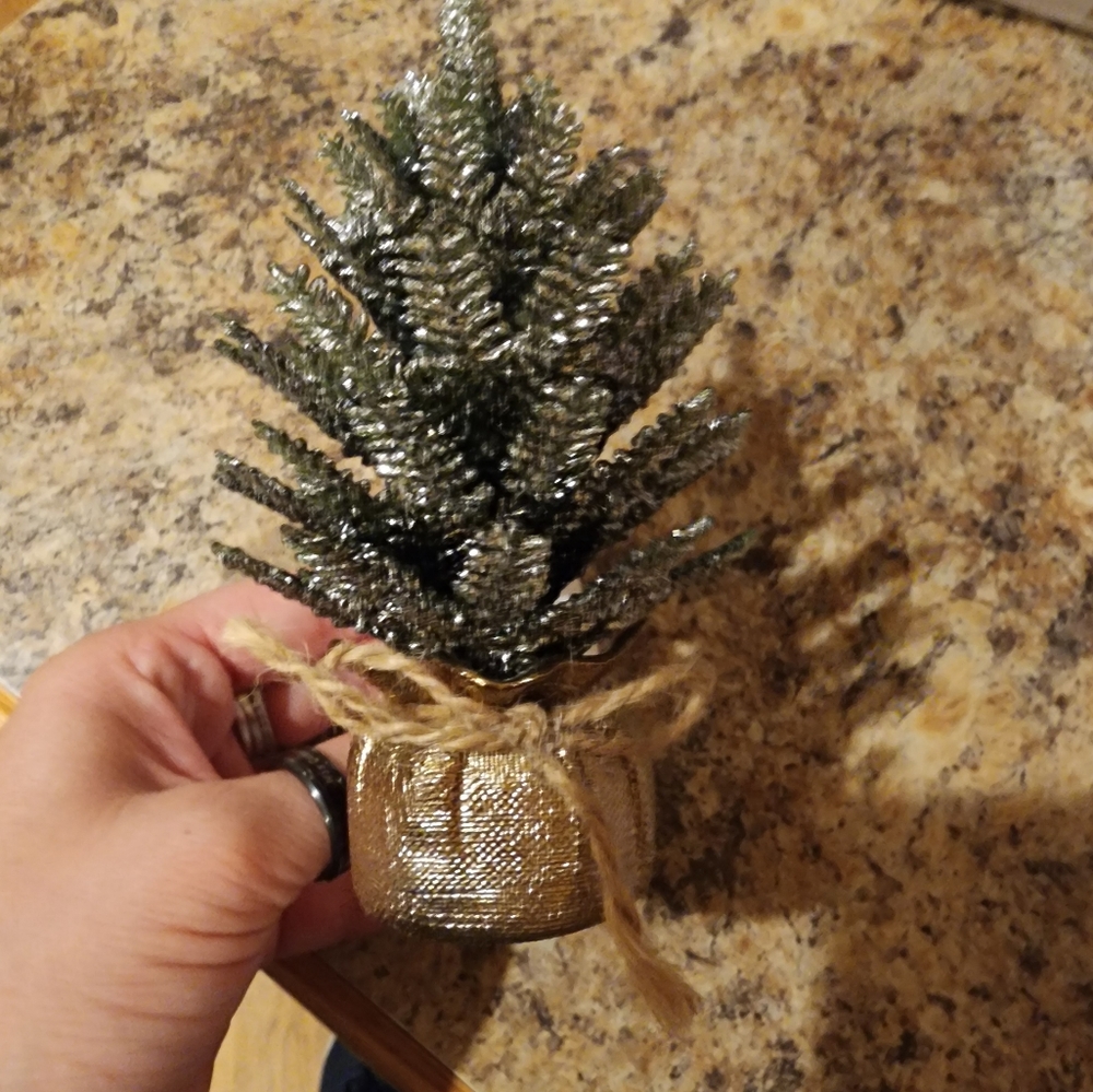 B&BW new tree wallflower plug.